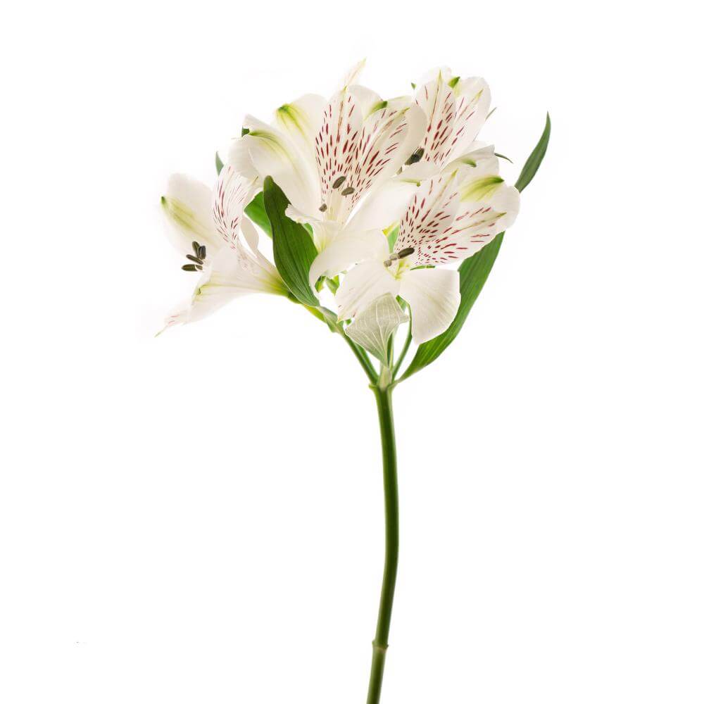White Alstroemeria