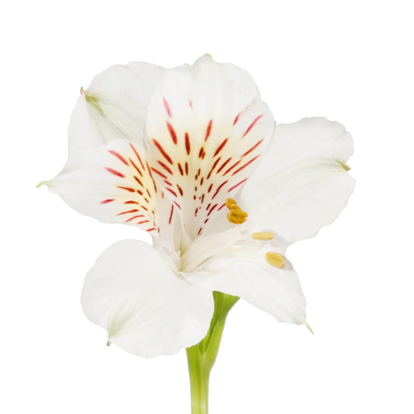White Alstroemeria