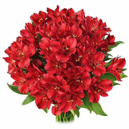Red Alstroemeria
