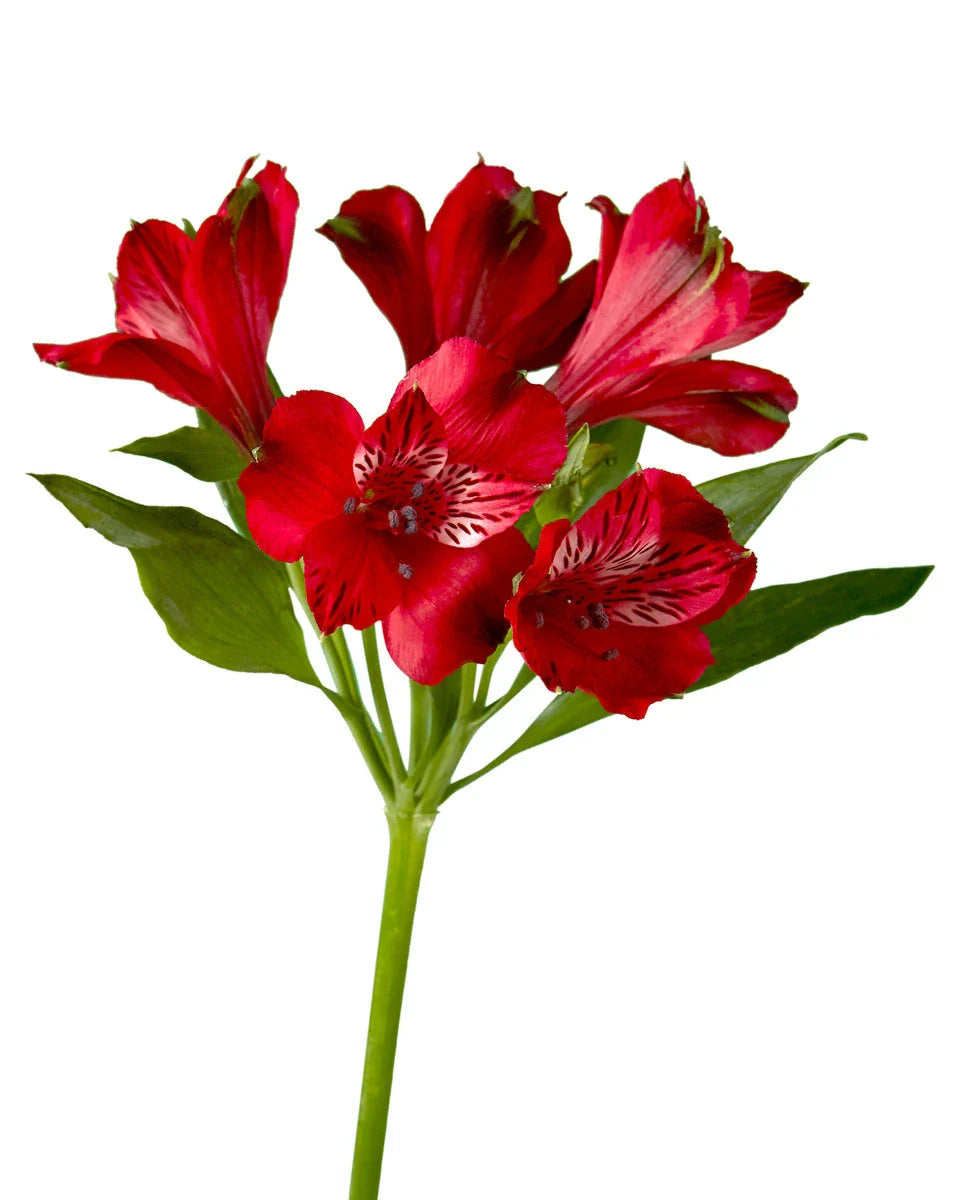 Red Alstroemeria