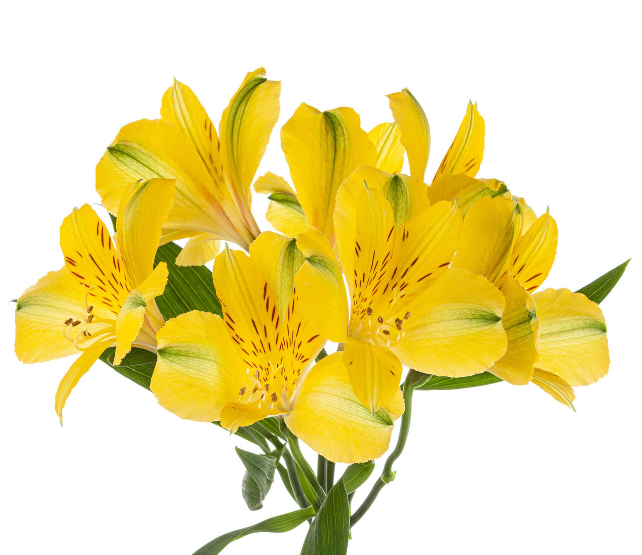 Yellow Alstroemeria