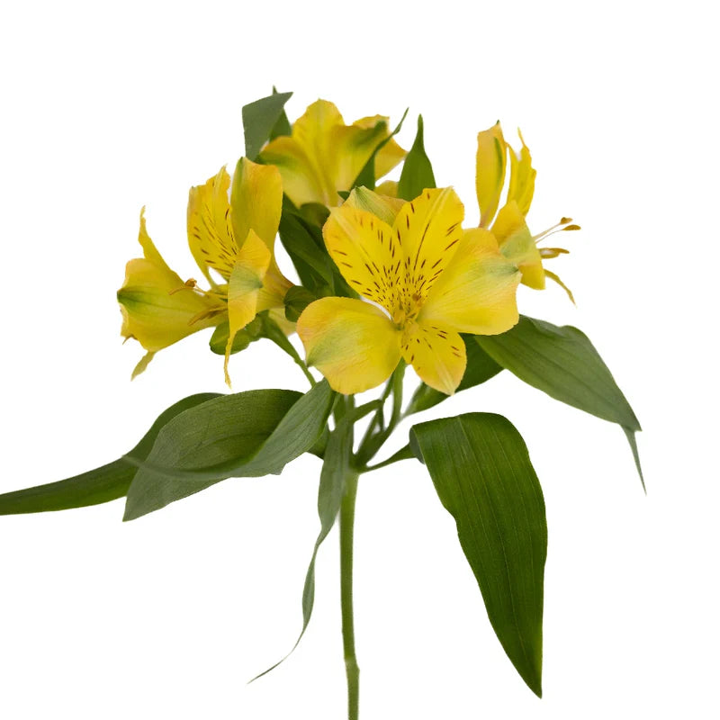 Yellow Alstroemeria