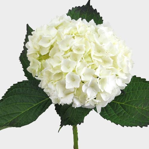 White Hydrangea Bunch