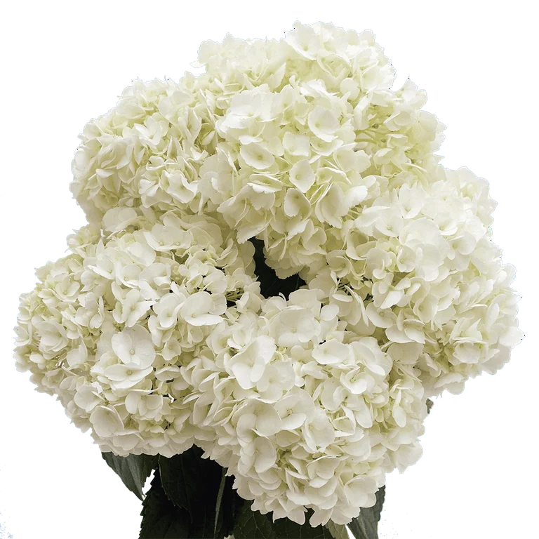 White Hydrangea Bunch