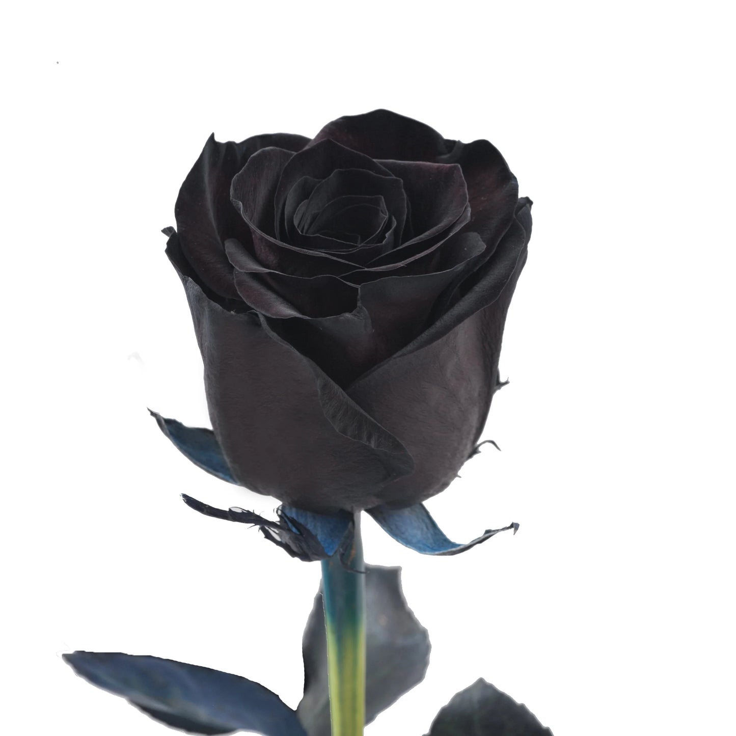 Black Tint Roses – 25 Stems