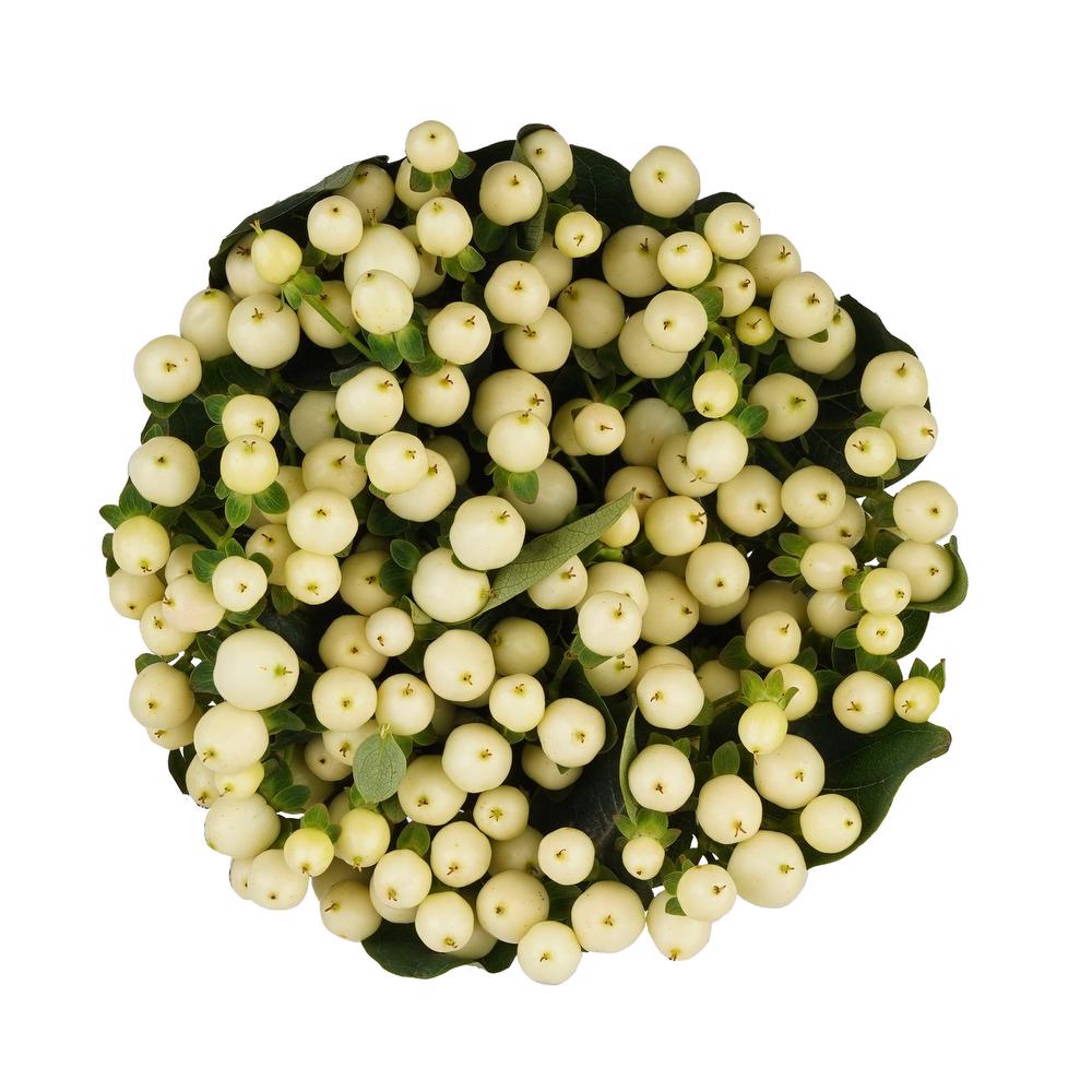 'Magical Snow Prince' Hypericum