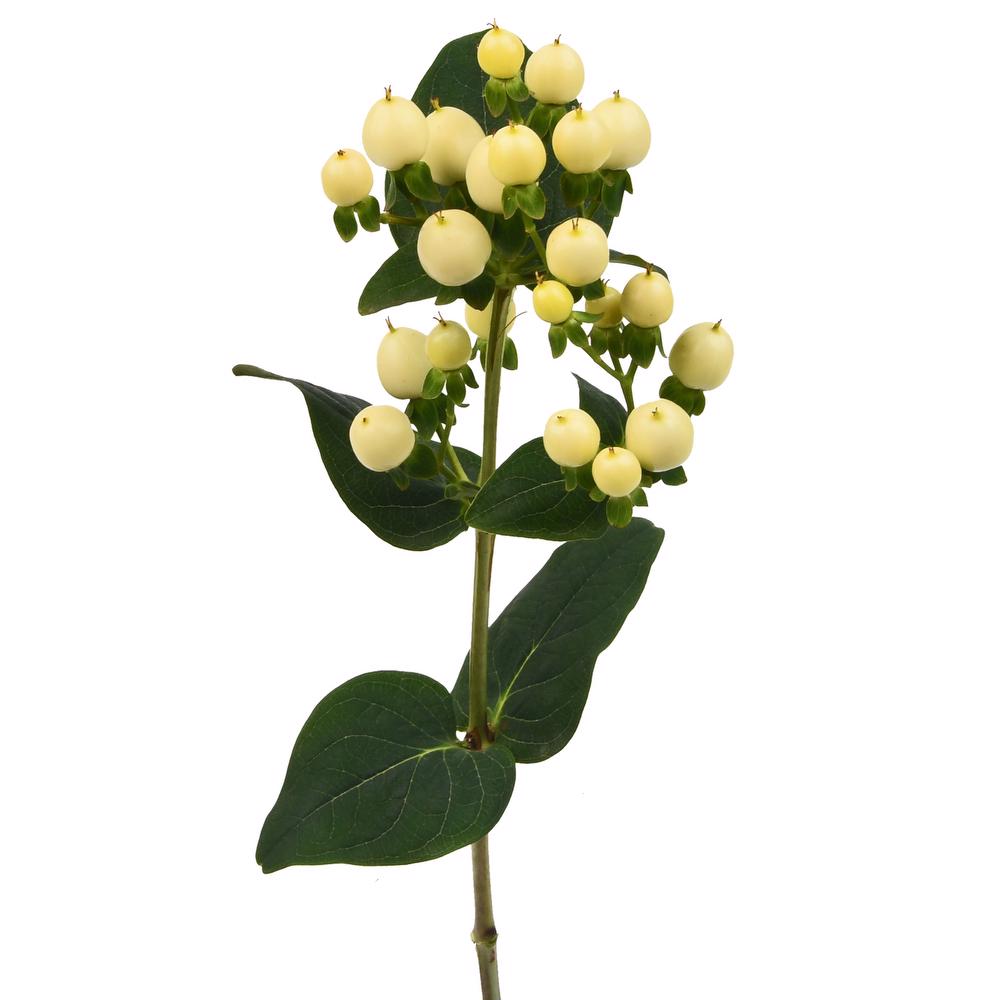 'Magical Snow Prince' Hypericum