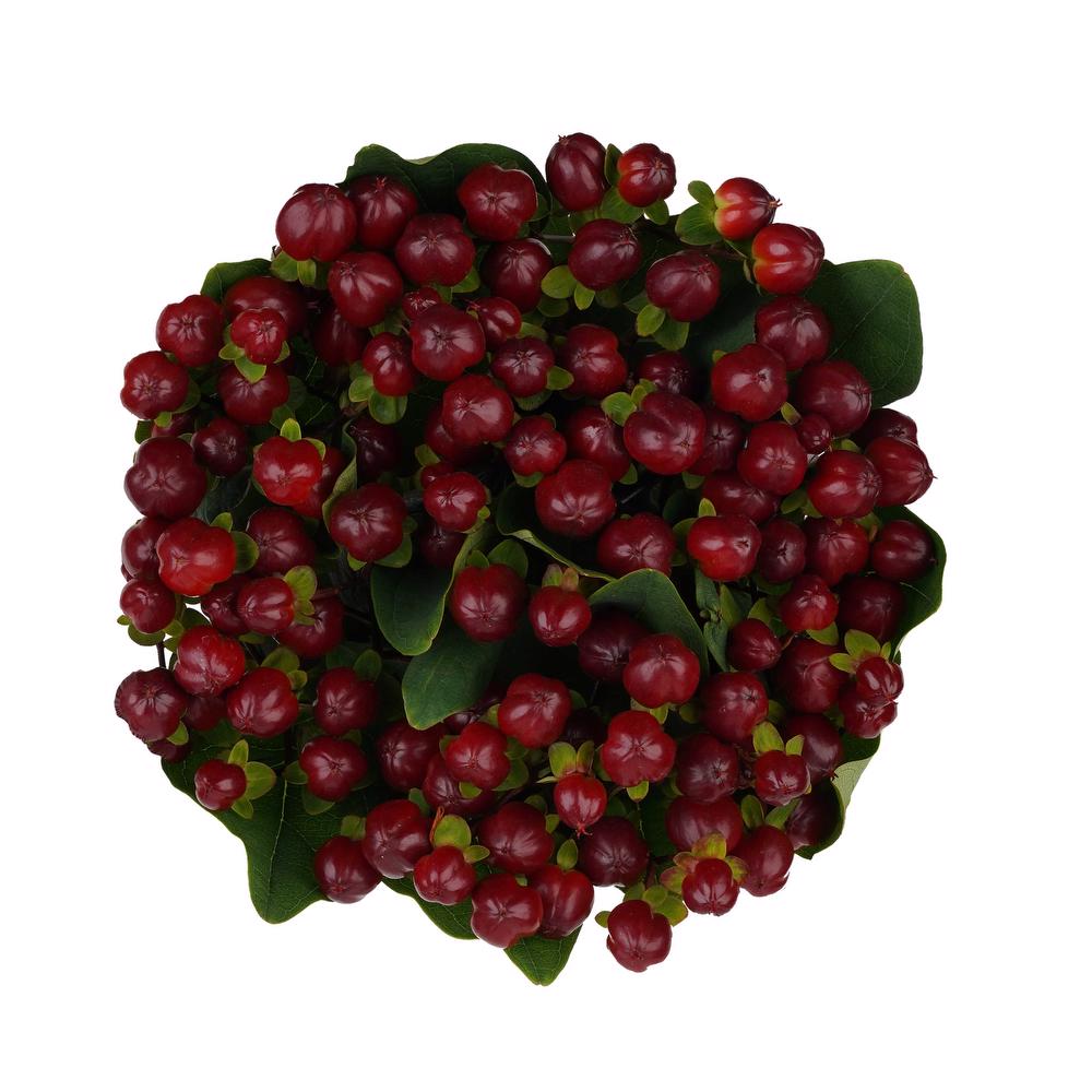 'Monster Purple' Hypericum