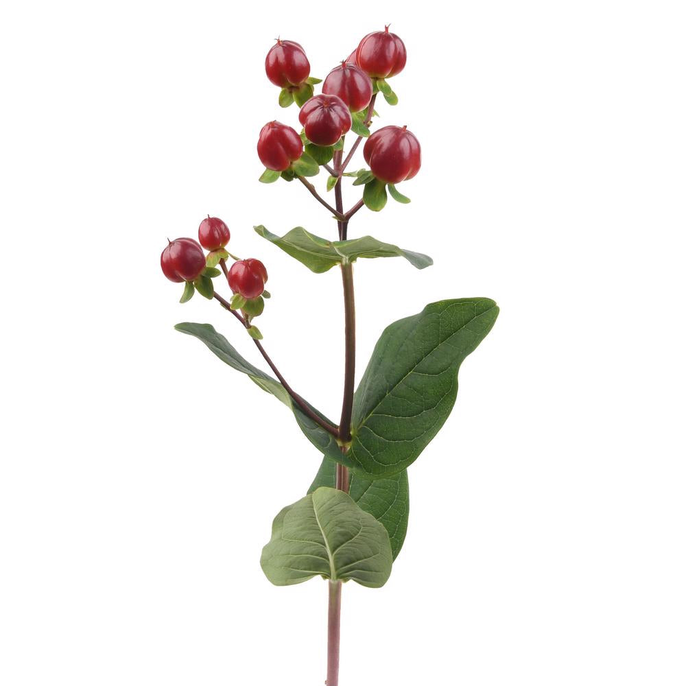 'Monster Purple' Hypericum