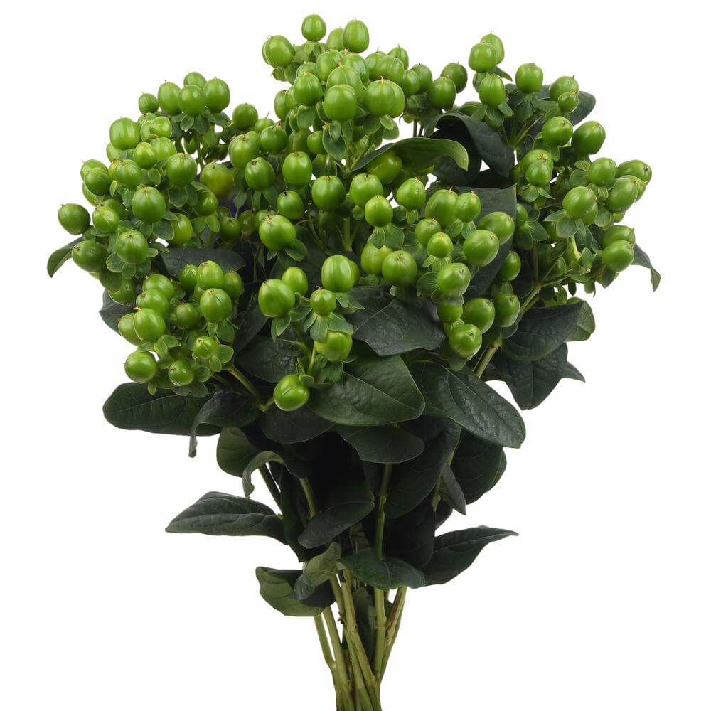 Forest XL Hypericum