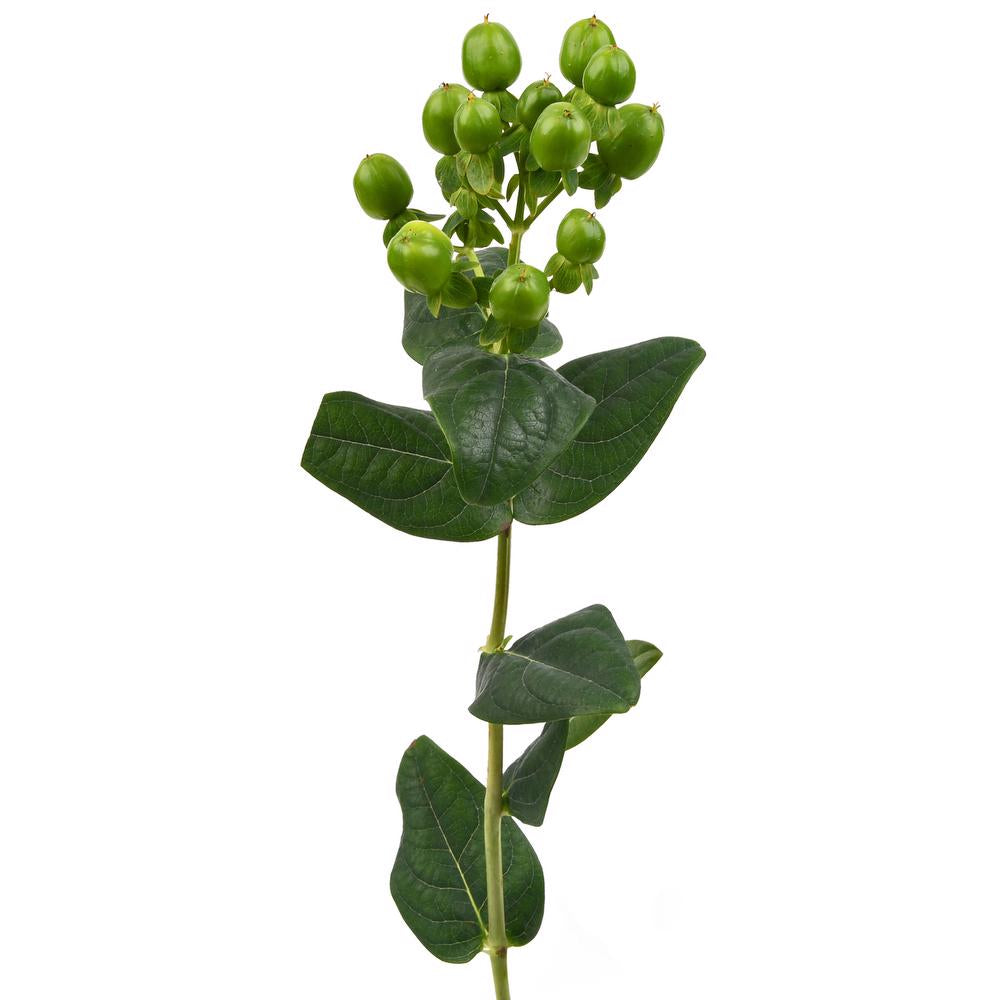 Forest XL Hypericum