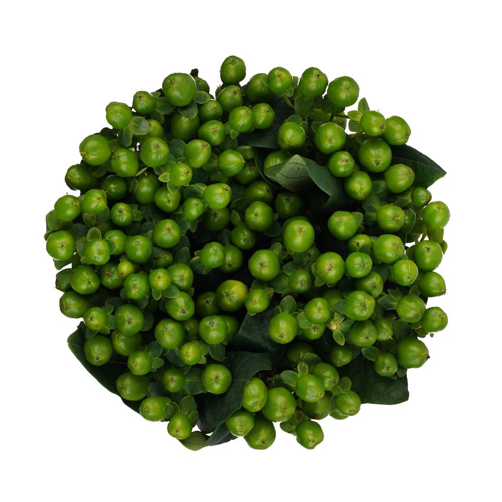 Forest XL Hypericum