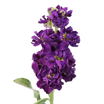 Purple Stock