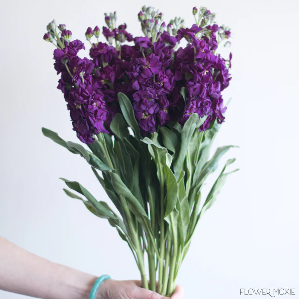 Purple Stock