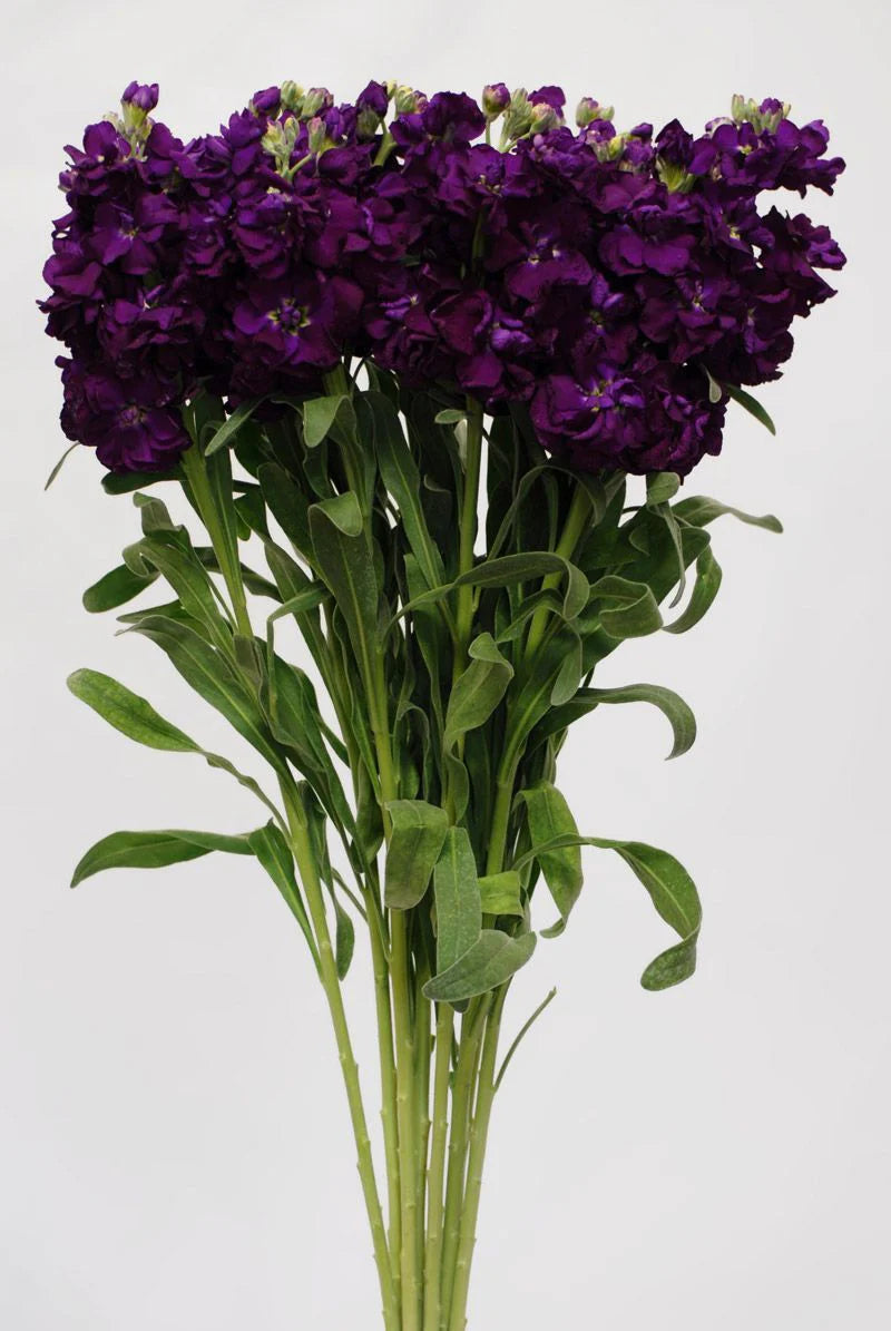 Purple Stock