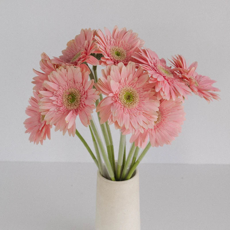 Pink Gerbera