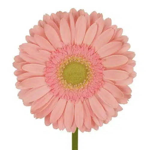 Pink Gerbera