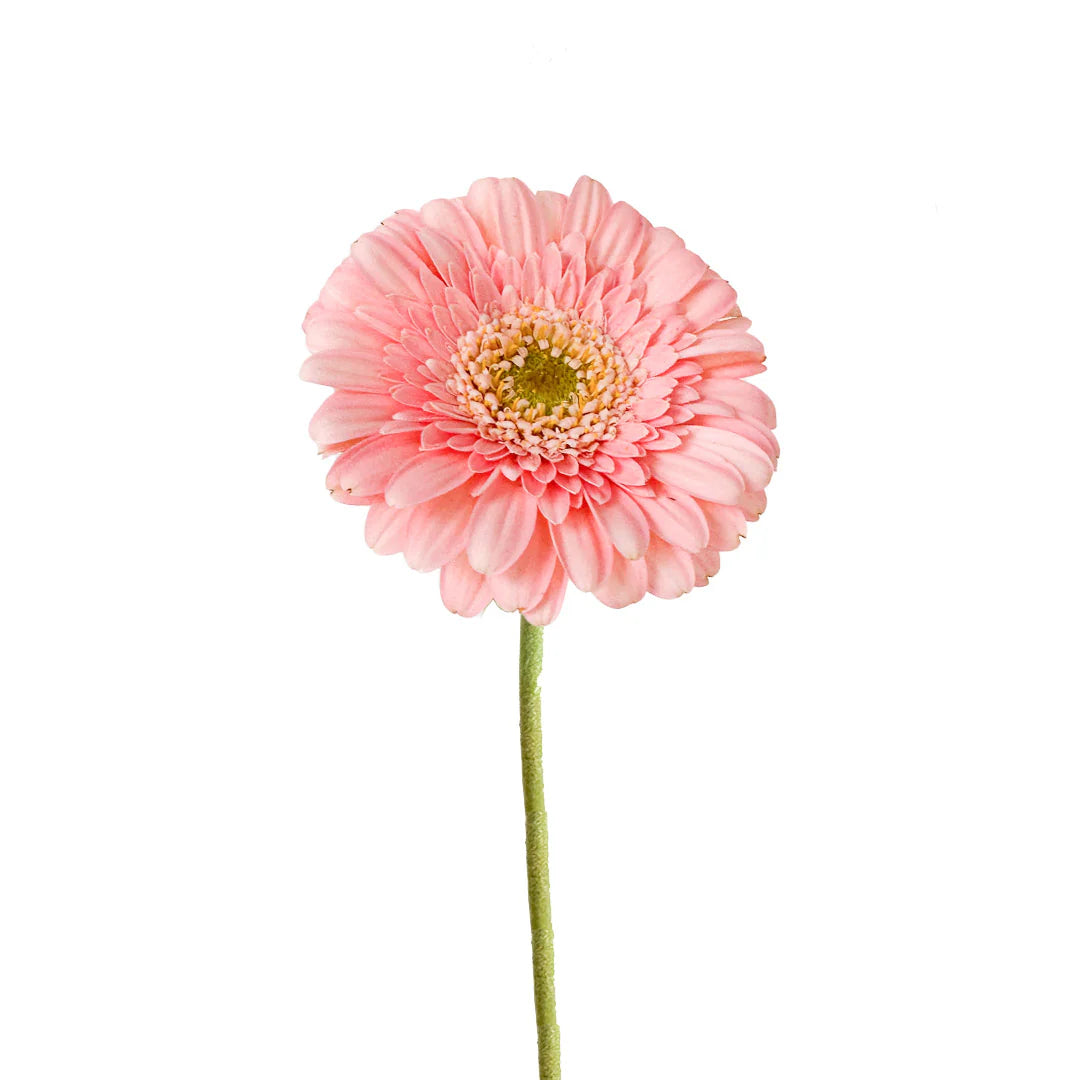 Pink Gerbera