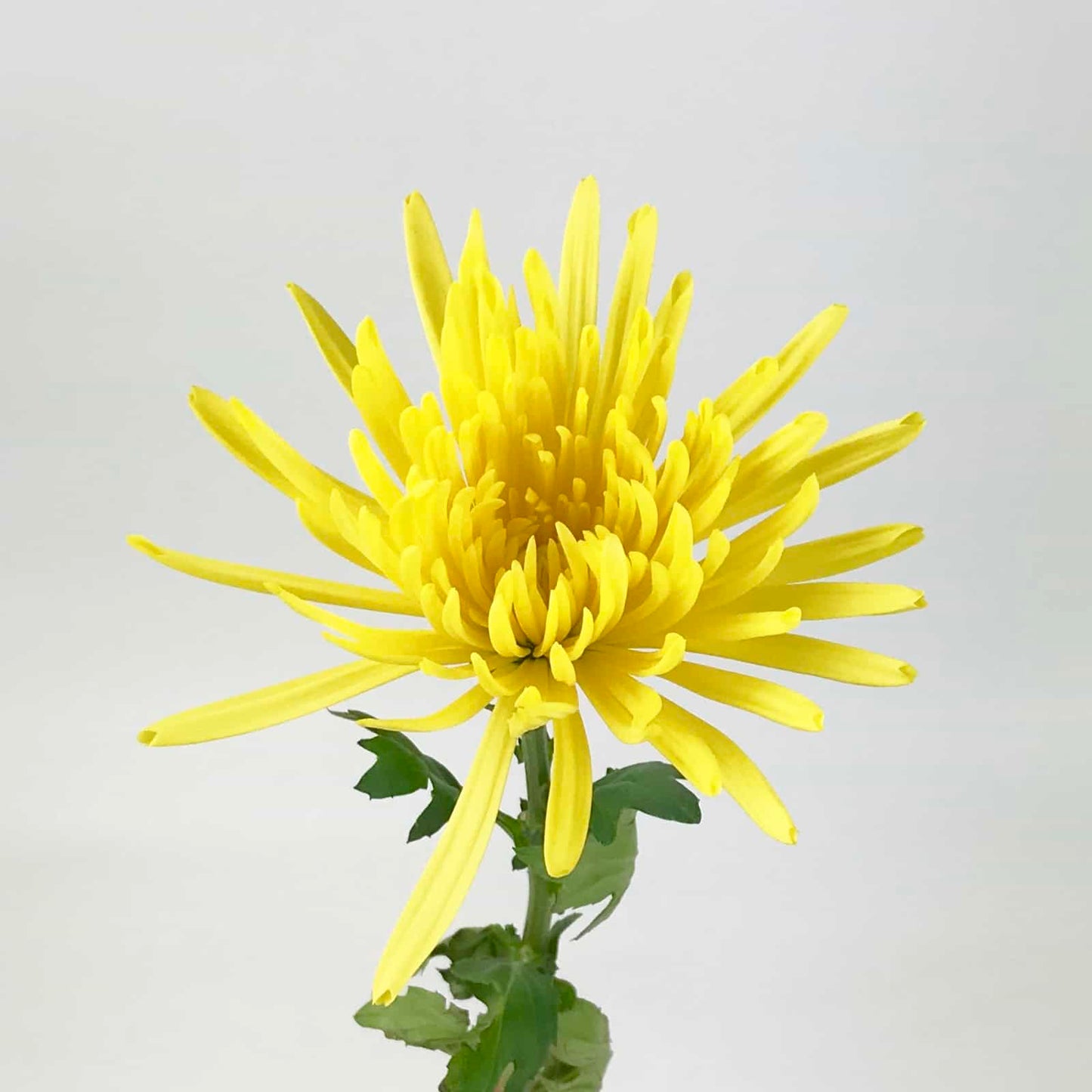 Yellow Spider Mum