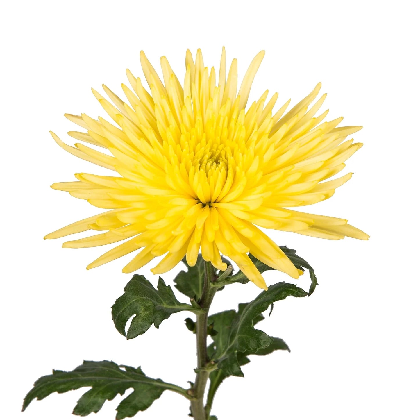Yellow Spider Mum