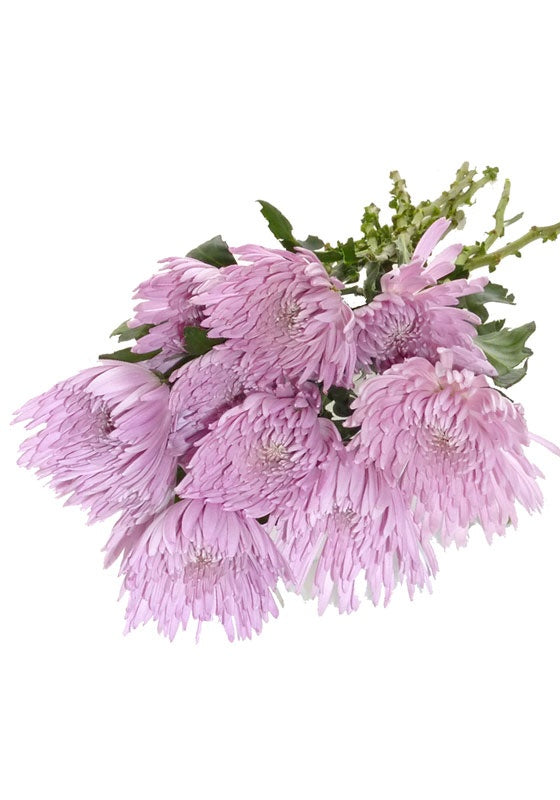 Pink Spider Mum
