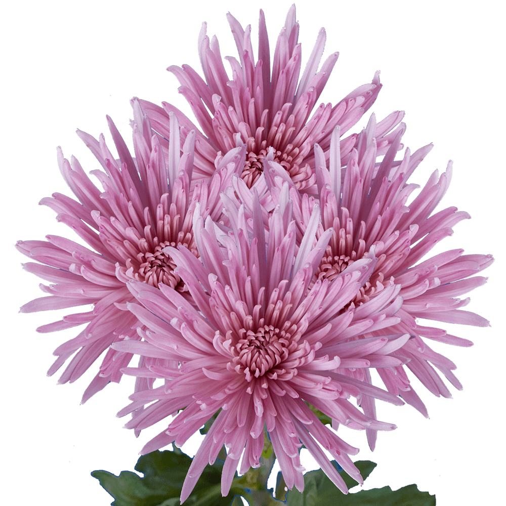 Pink Spider Mum