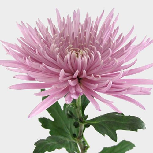 Pink Spider Mum