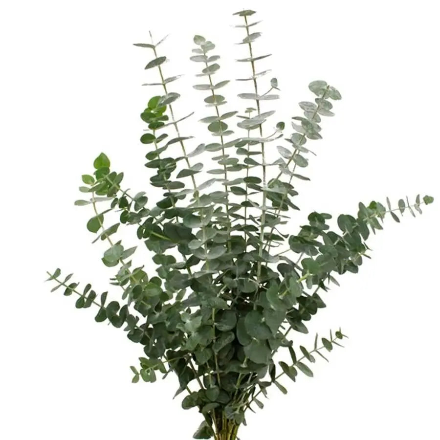 Baby Blue Eucalyptus