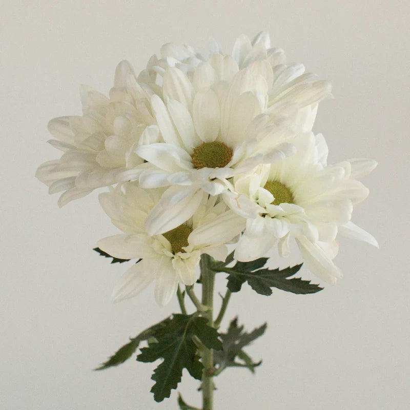 White Daisy