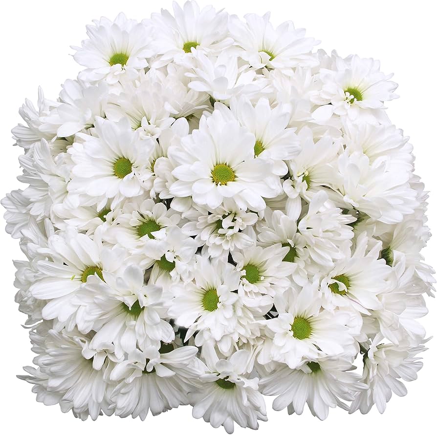 White Daisy