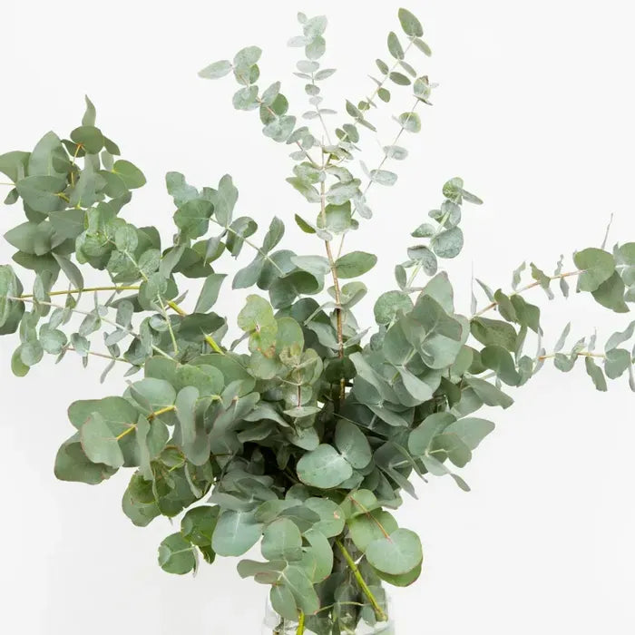 Baby Blue Eucalyptus
