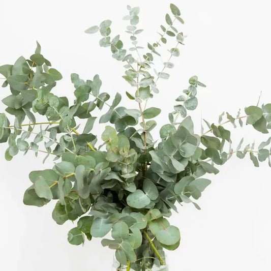 Baby Blue Eucalyptus