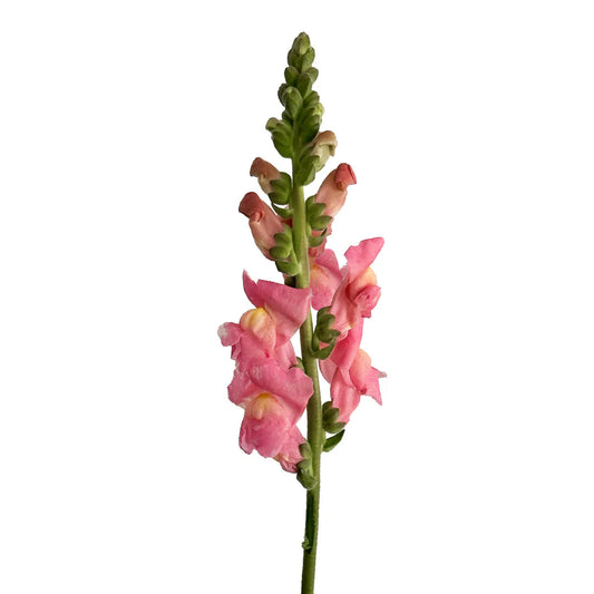 Pink Snapdragon
