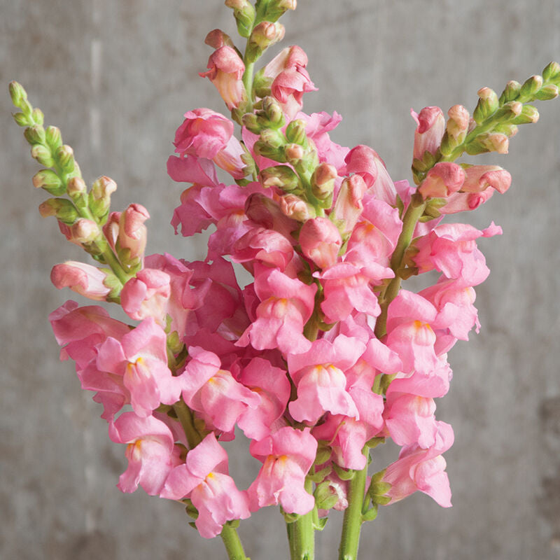 Pink Snapdragon