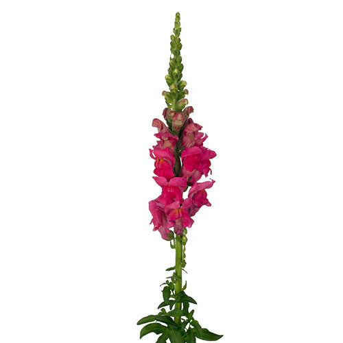 Hot Pink Snapdragon