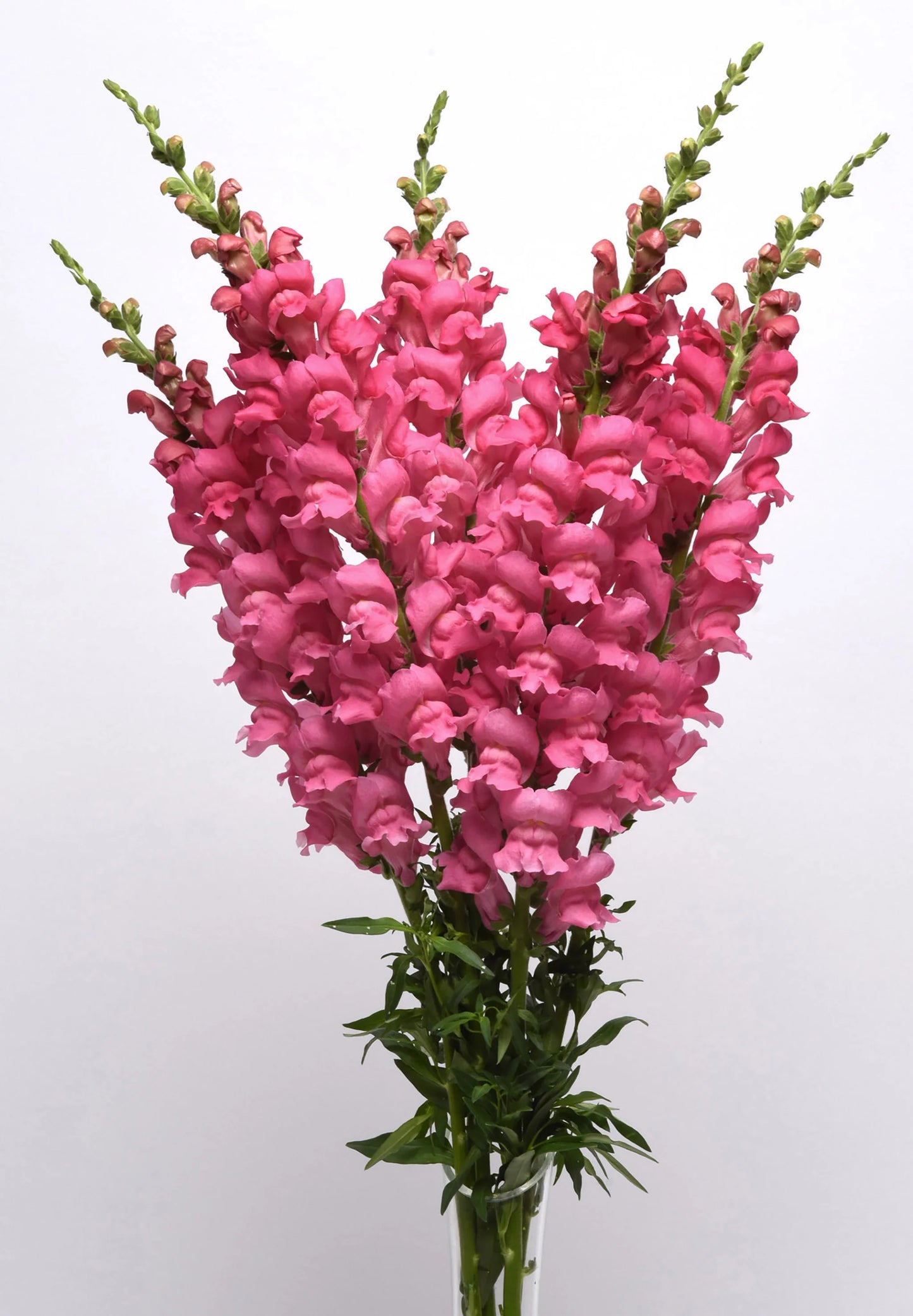 Hot Pink Snapdragon