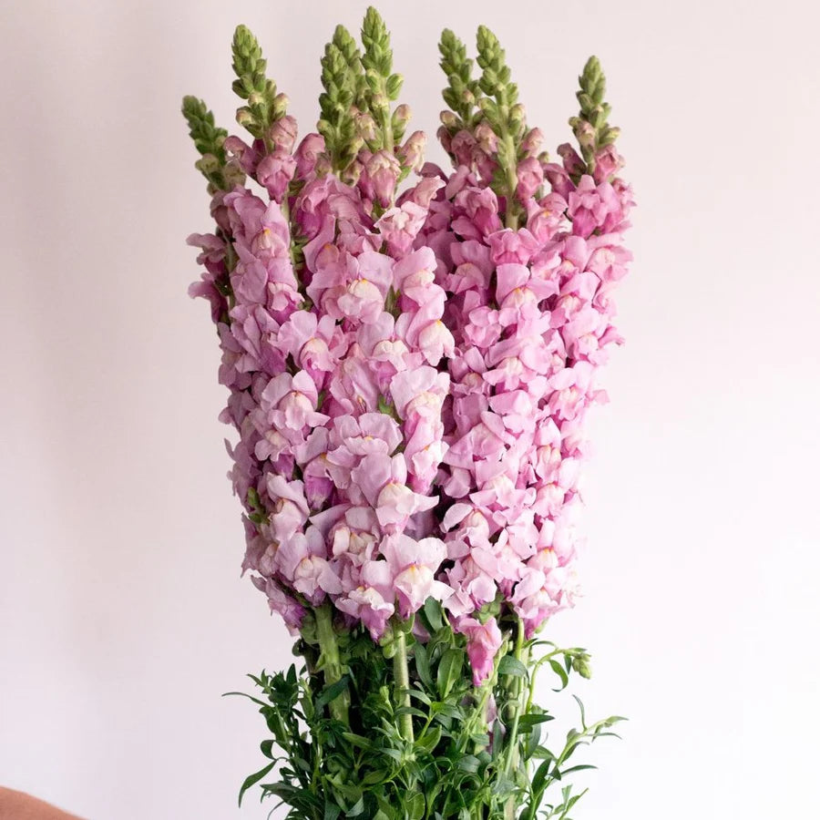 Lavender Snap Dragon