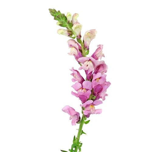 Lavender Snap Dragon