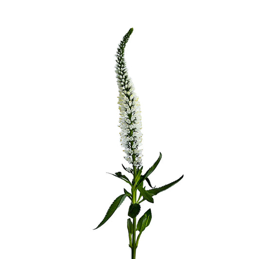 White Veronica