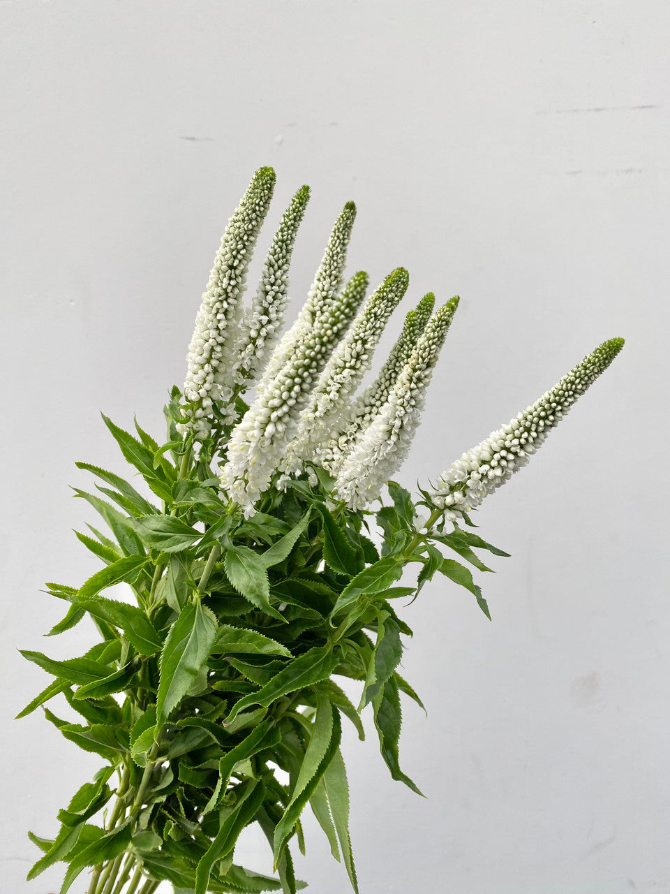 White Veronica