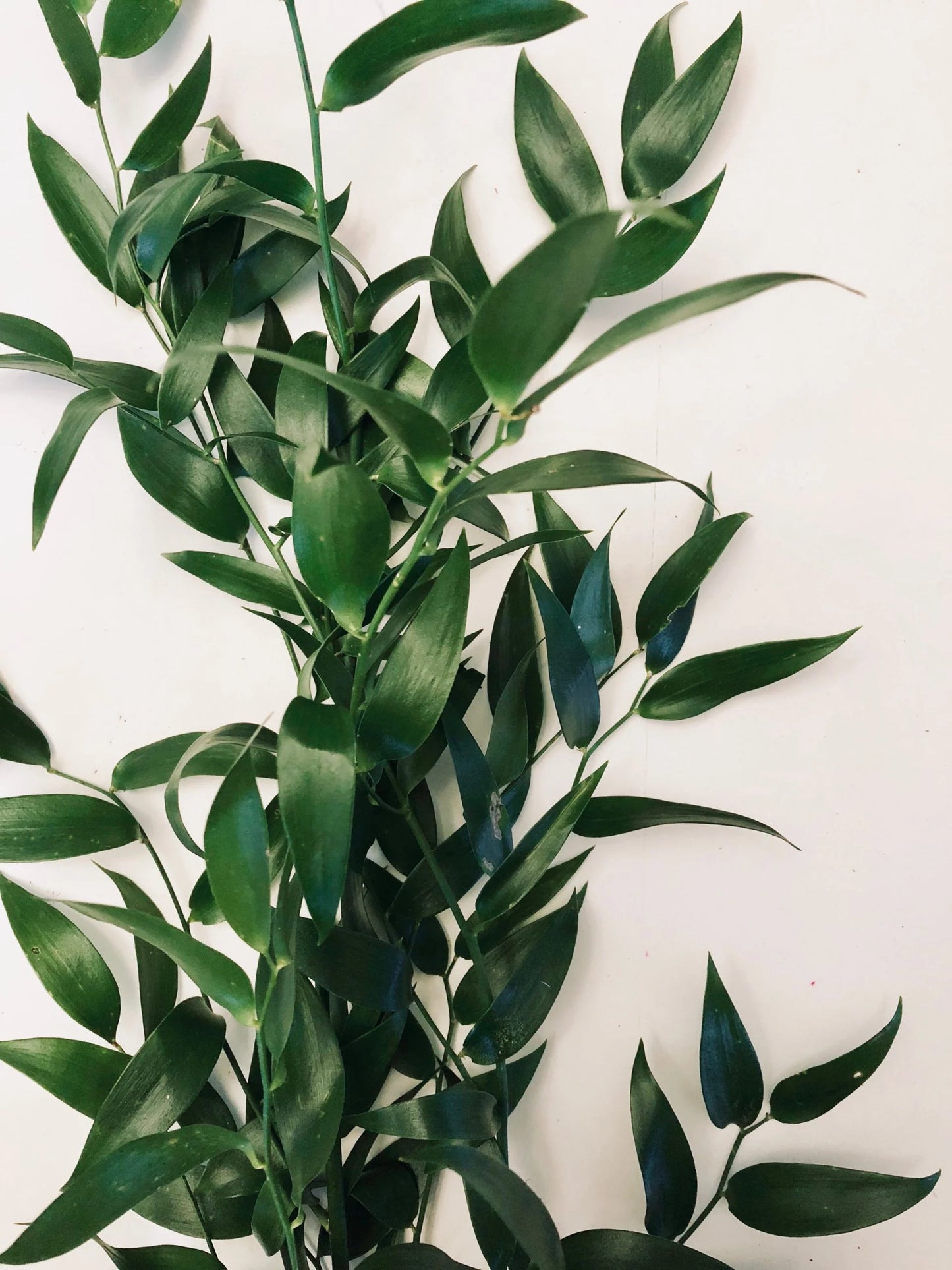 Italian Ruscus