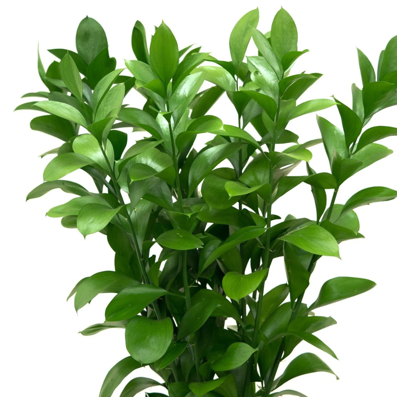 Israel Ruscus