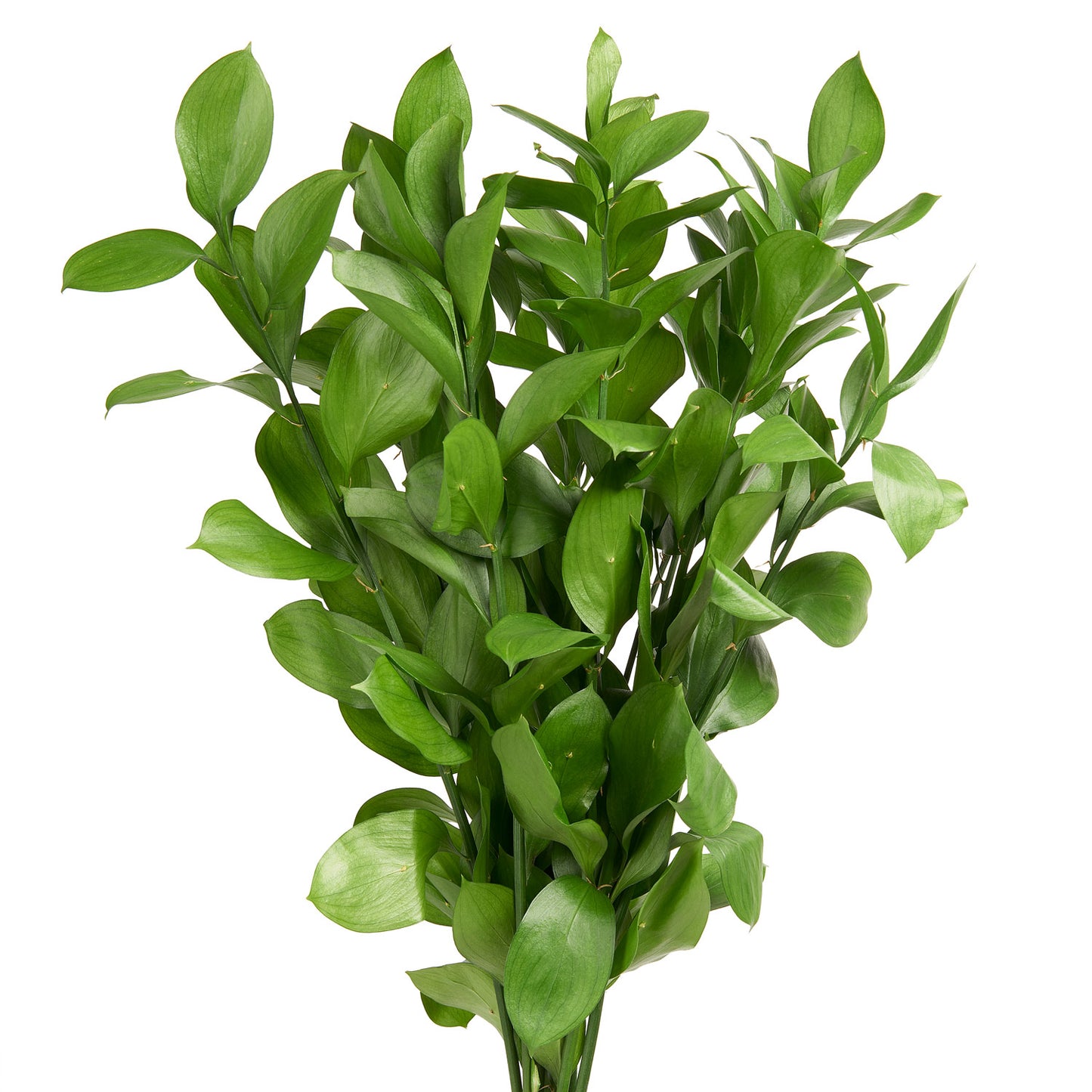 Israel Ruscus