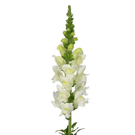 White Snap Dragon