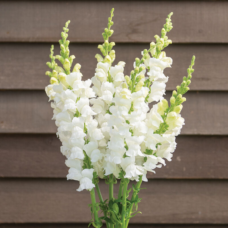 White Snap Dragon