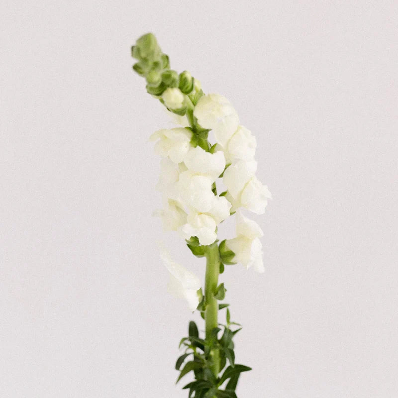 White Snap Dragon