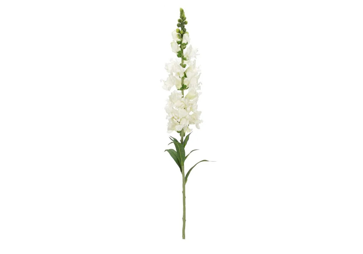 White Snap Dragon