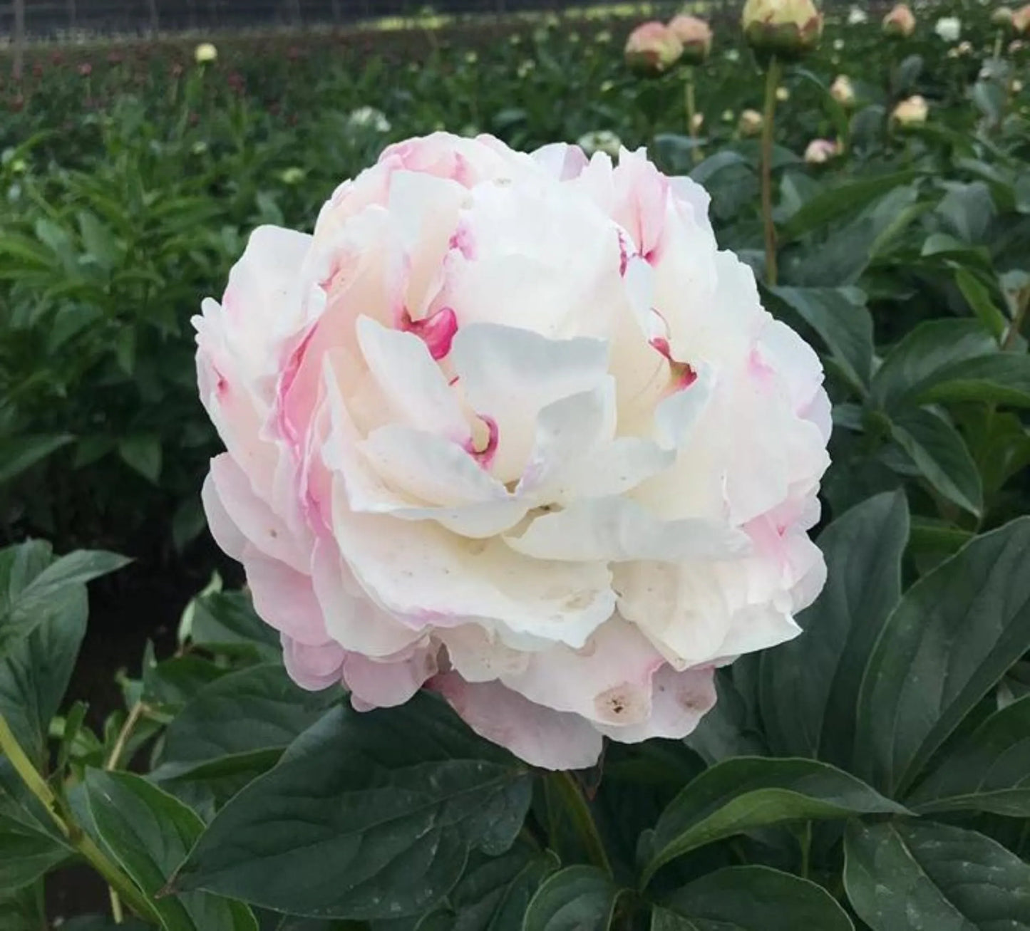 Pink Gardenia Peony