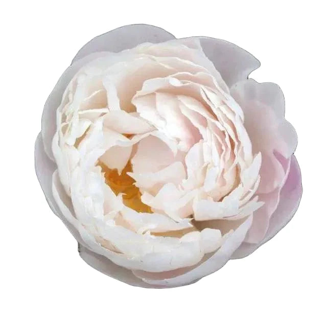 Pink Gardenia Peony