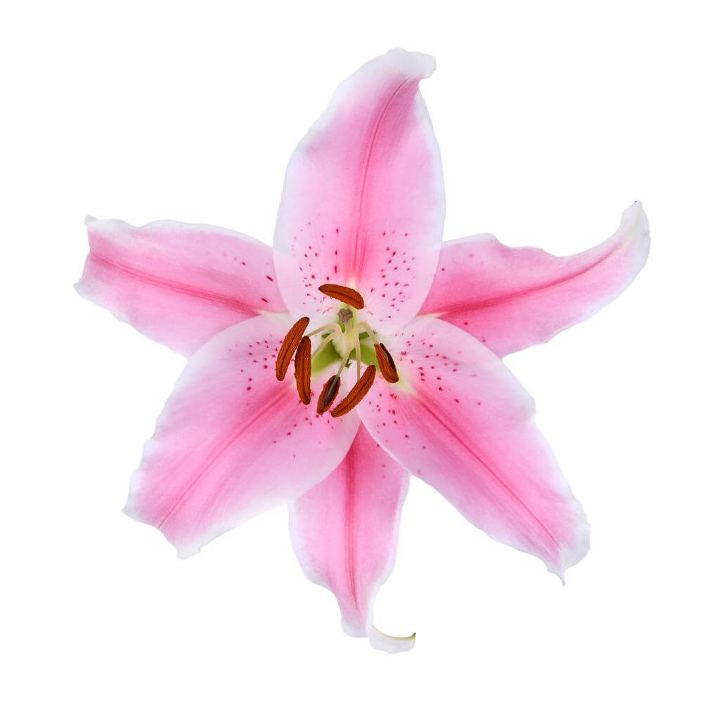 Sorbonne Oriental Lily